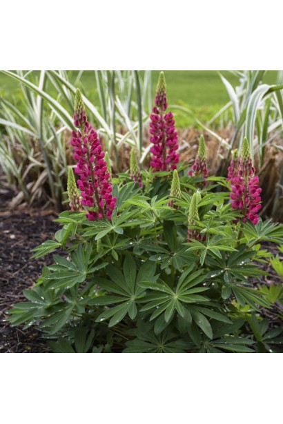 Люпин Ред Шадес в ландшафті